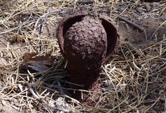 Prosopanche americana