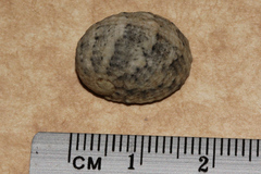 Nerita chamaeleon