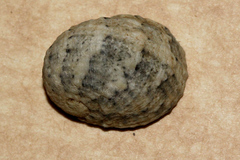 Nerita chamaeleon