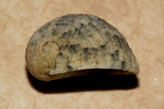 Nerita chamaeleon