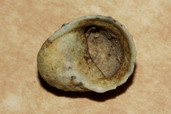 Nerita chamaeleon