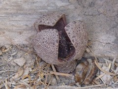 Prosopanche americana