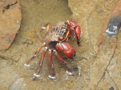 Neosarmatium fourmanoiri