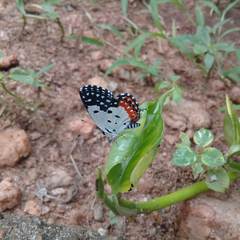 Talicada nyseus nyseus
