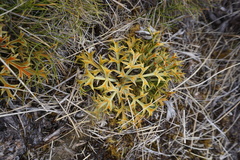 Aciphylla hookeri