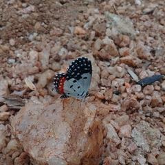 Talicada nyseus nyseus