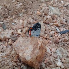 Talicada nyseus nyseus