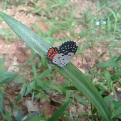 Talicada nyseus nyseus