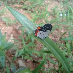 Talicada nyseus nyseus