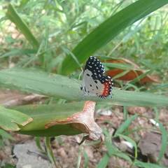 Talicada nyseus nyseus