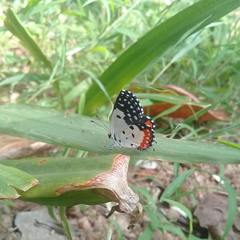 Talicada nyseus nyseus