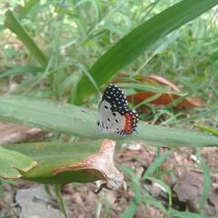 Talicada nyseus nyseus