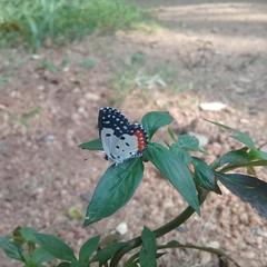 Talicada nyseus nyseus