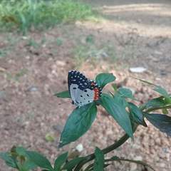 Talicada nyseus nyseus