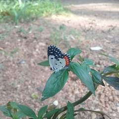 Talicada nyseus nyseus