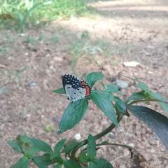 Talicada nyseus nyseus