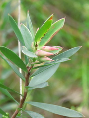 Styphelia triflora