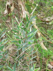 Styphelia triflora
