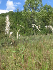 Sanguisorba parviflora
