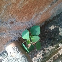 Acalypha indica