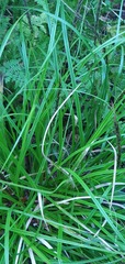 Carex corynoidea