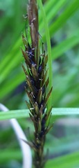 Carex corynoidea