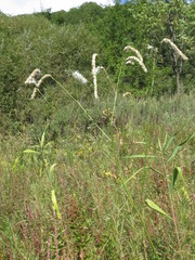Sanguisorba parviflora