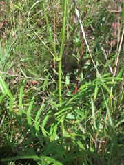 Sanguisorba parviflora