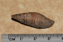 Mitra