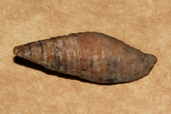Mitra