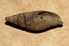 Mitra