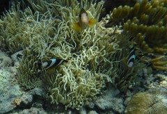 Amphiprion clarkii