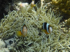 Amphiprion clarkii