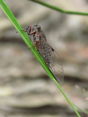 Palapsalta circumdata