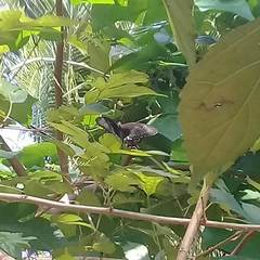 Papilio polytes stichius