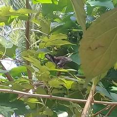 Papilio polytes stichius