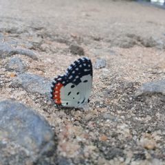 Talicada nyseus nyseus