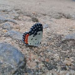 Talicada nyseus nyseus