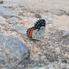 Talicada nyseus nyseus