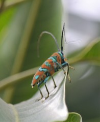 Sternotomis pulchra
