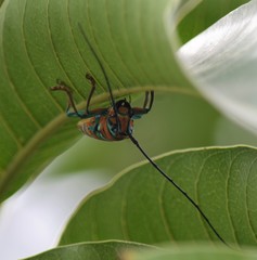 Sternotomis pulchra