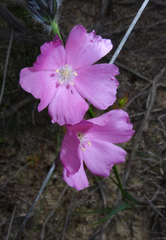 Drosera neesii