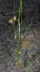Drosera neesii