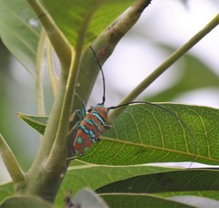 Sternotomis pulchra