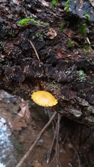 Chrysomphalina chrysophylla