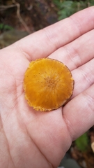 Chrysomphalina chrysophylla