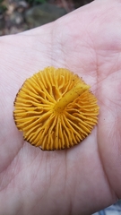Chrysomphalina chrysophylla