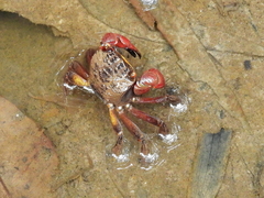 Neosarmatium fourmanoiri