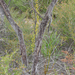 Drosera eremaea - Photo (c) Keir Morse,  זכויות יוצרים חלקיות (CC BY-NC-ND), הועלה על ידי Keir Morse