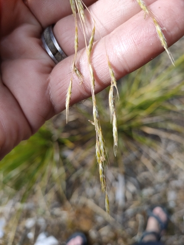 Image of Chionochloa cheesemanii by (c) William Kenneth Wayne Godsoe, some rights reserved (CC BY)